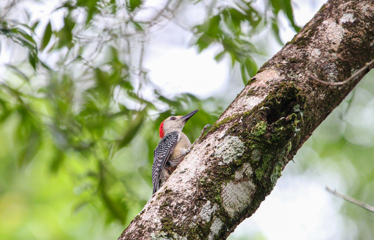 Golden-fronted Woodpecker - ML642315035
