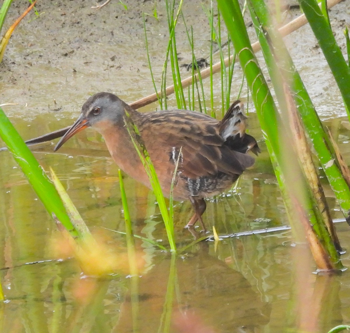 Virginia Rail - ML642315036