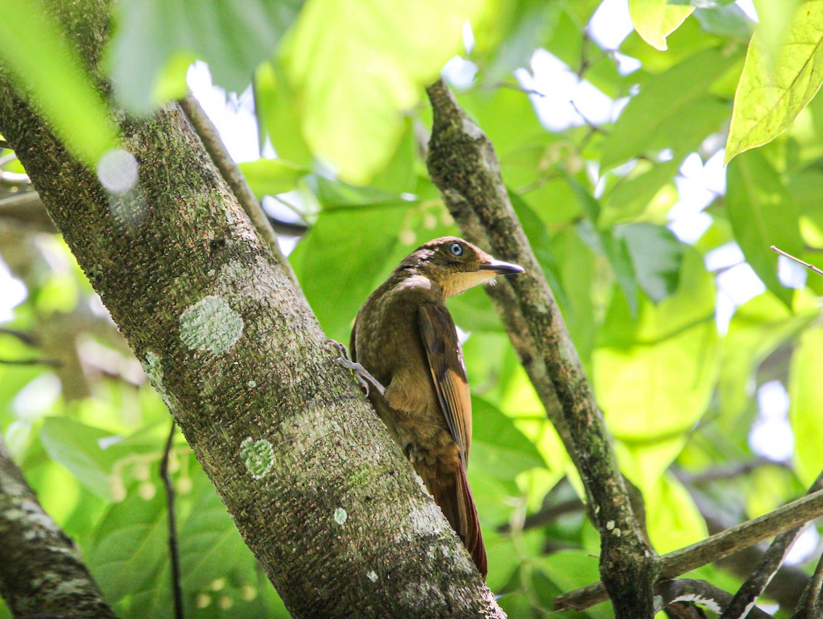 Tawny-winged Woodcreeper - ML642315040