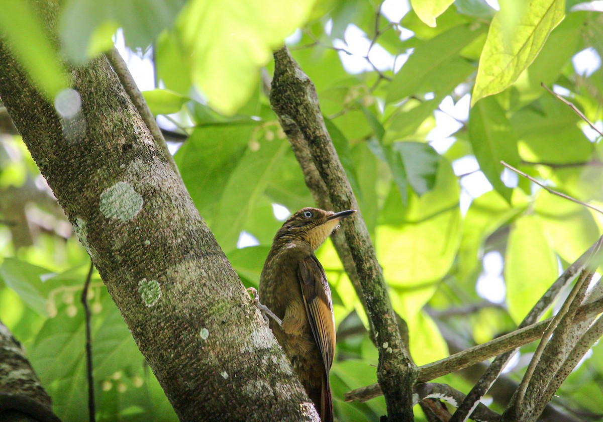 Tawny-winged Woodcreeper - ML642315041