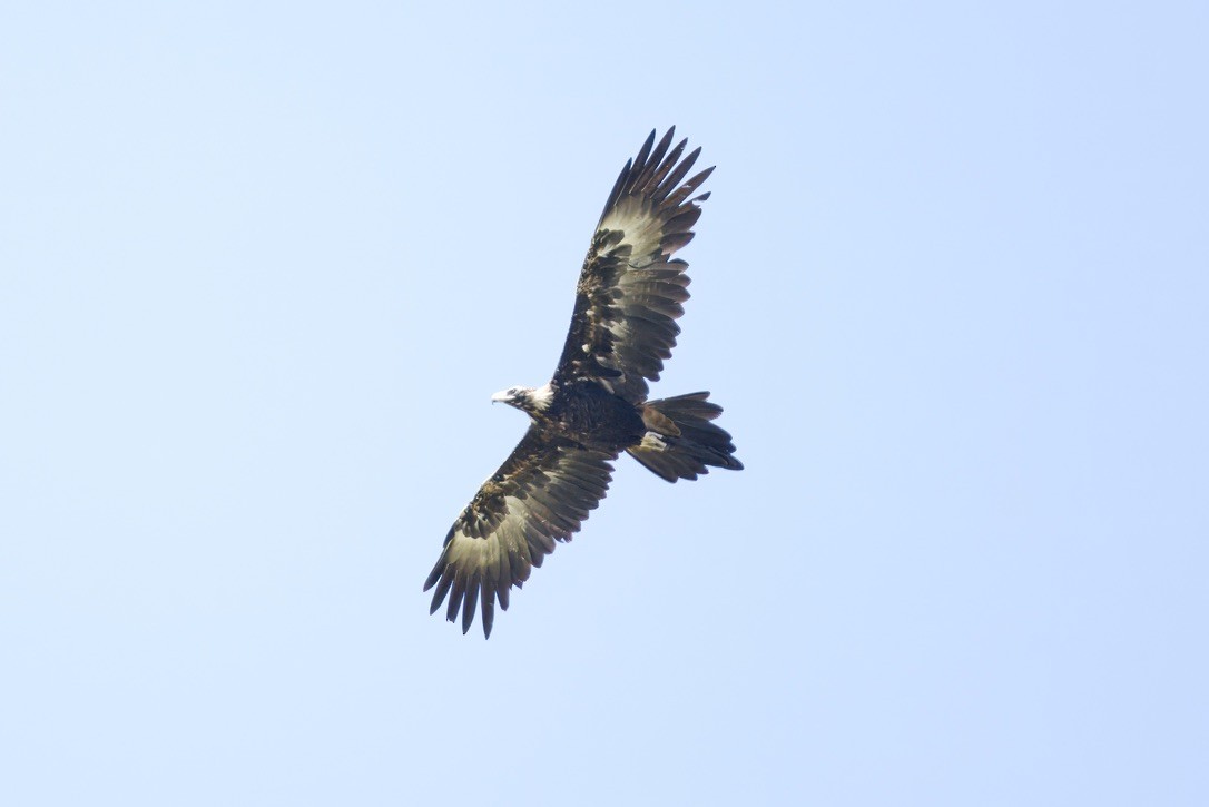 Kama Kuyruklu Kartal - ML642315044