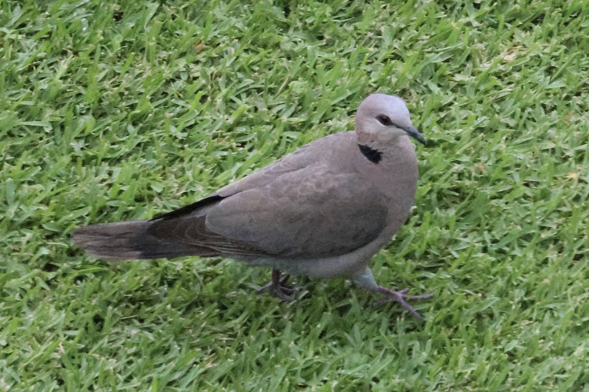 Ring-necked Dove - ML642315045