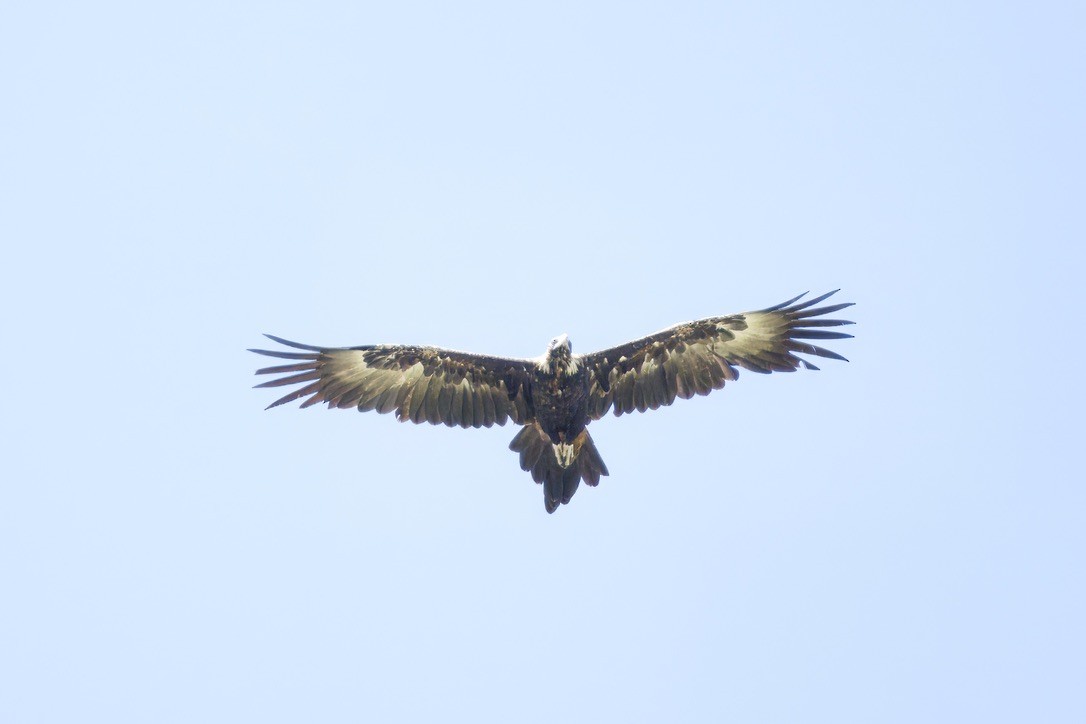 Kama Kuyruklu Kartal - ML642315046