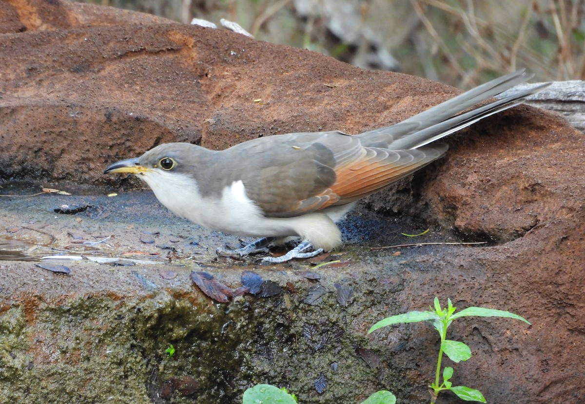 Yellow-billed Cuckoo - ML642315069