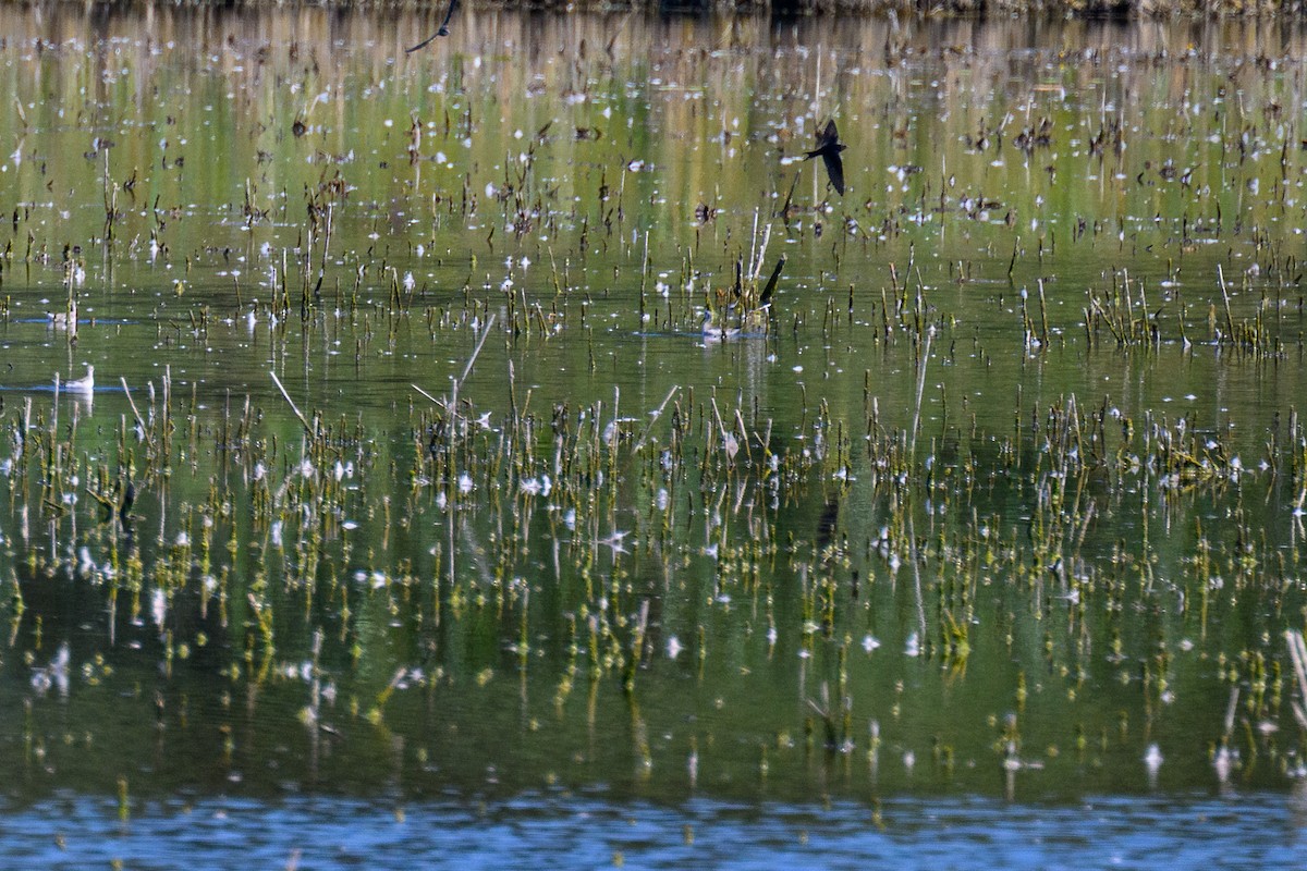 hvithalesvømmesnipe - ML642315070