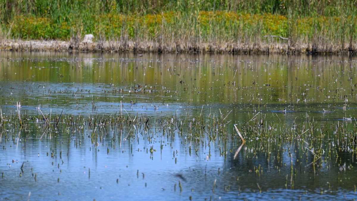 hvithalesvømmesnipe - ML642315071