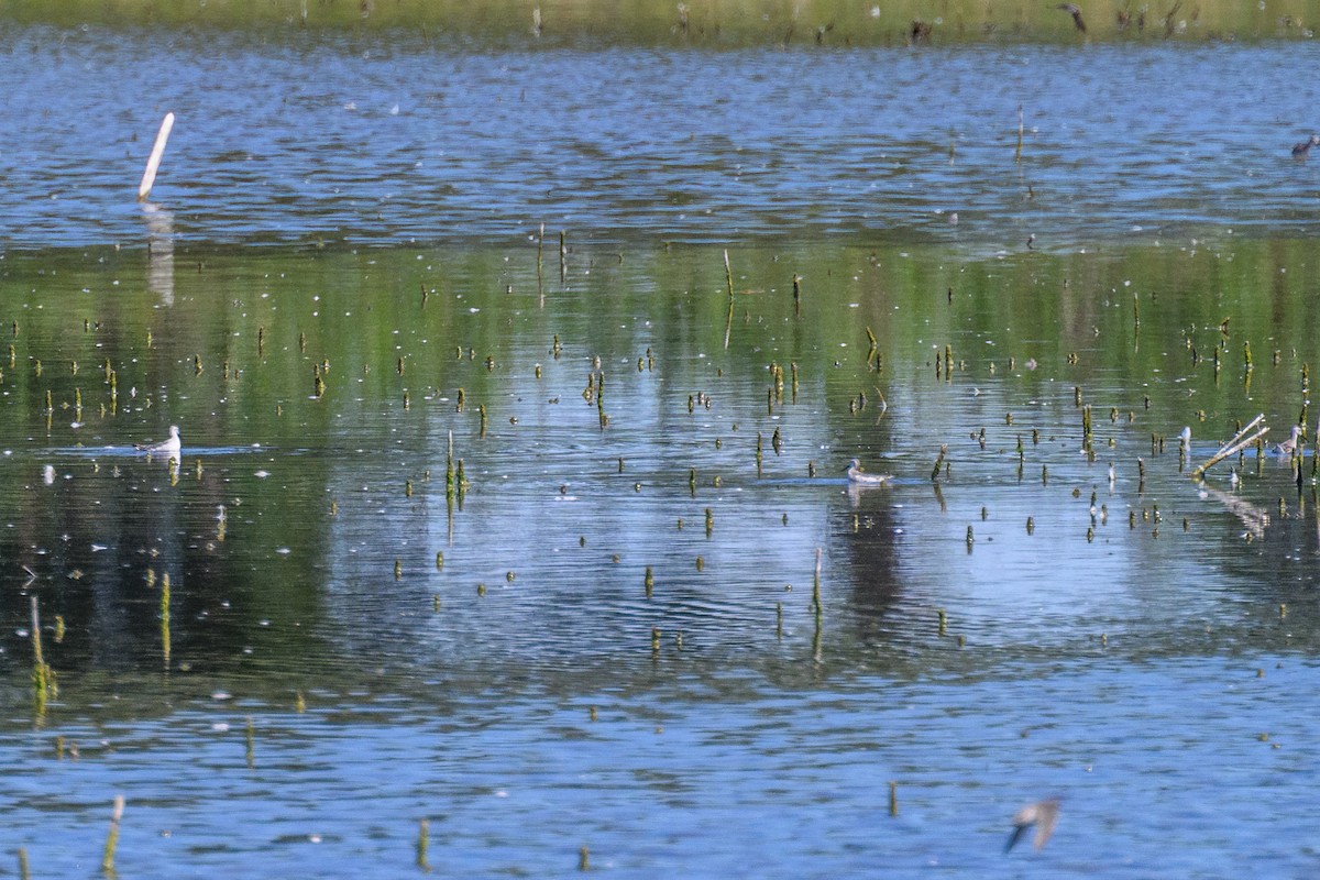 hvithalesvømmesnipe - ML642315072