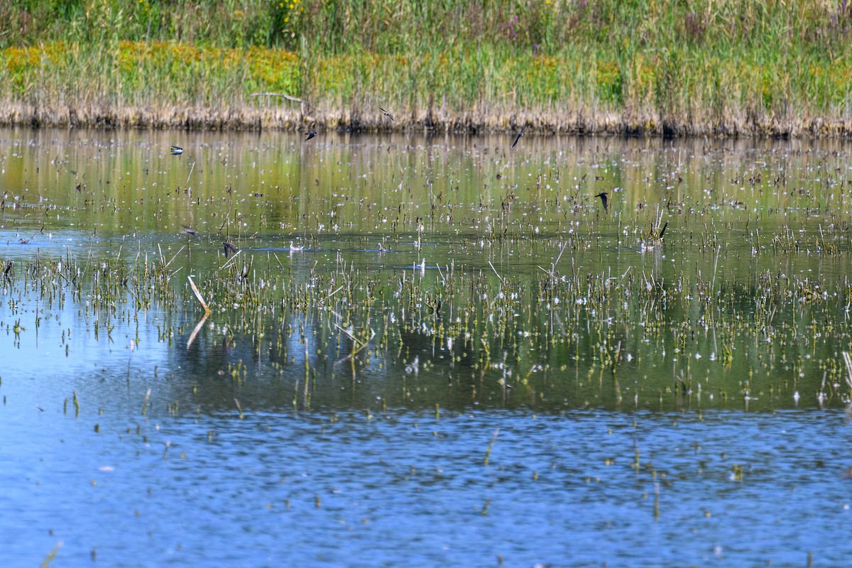 hvithalesvømmesnipe - ML642315073