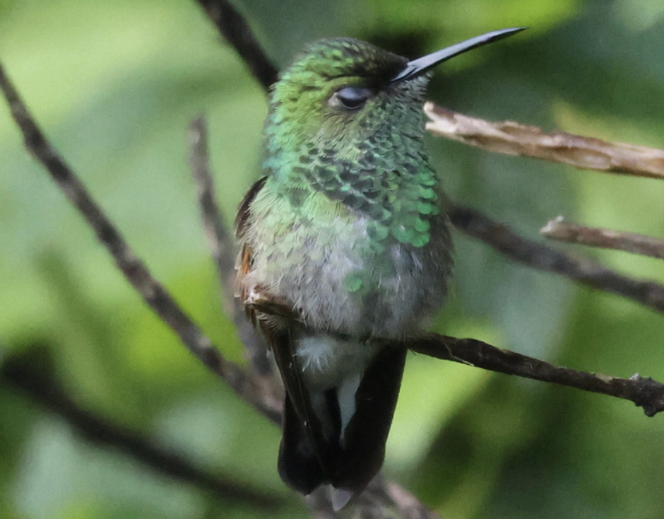 Colibri à épaulettes - ML642315075