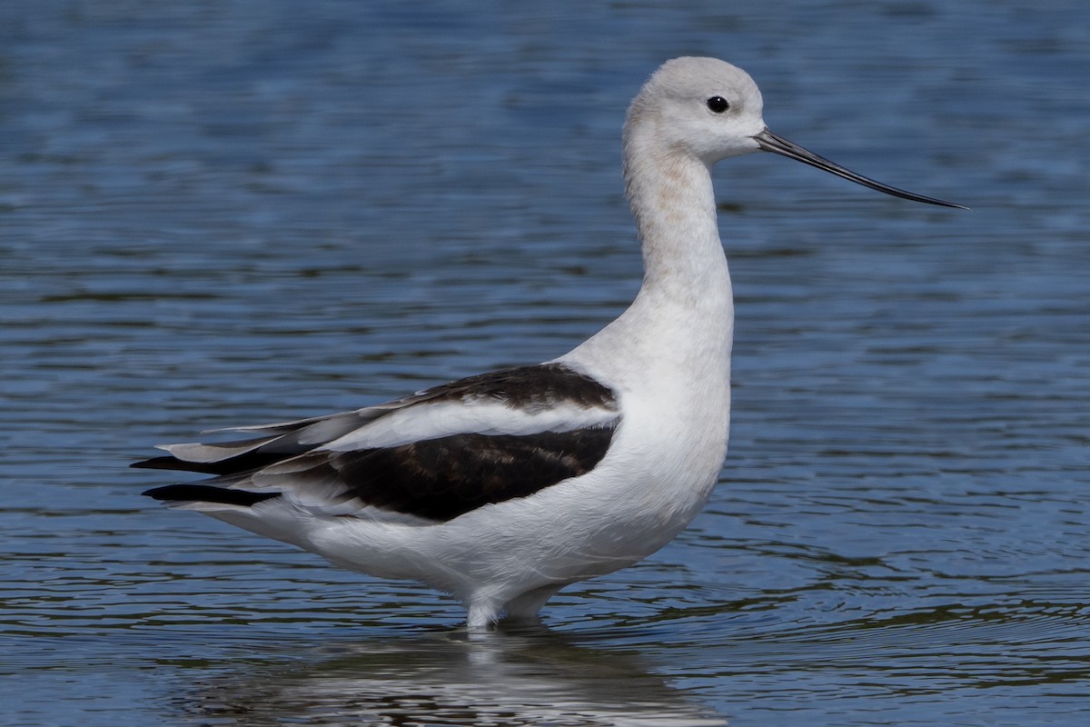 Avocette d'Amérique - ML642315077