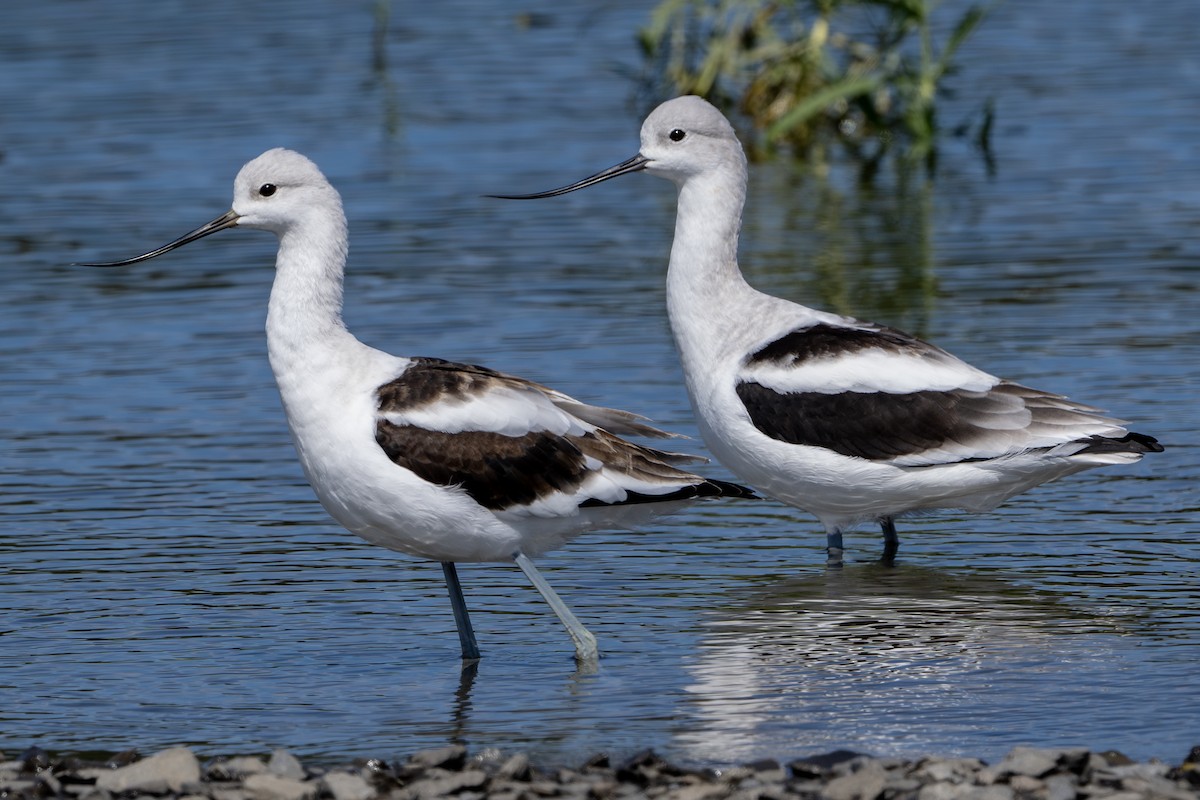 Avocette d'Amérique - ML642315079