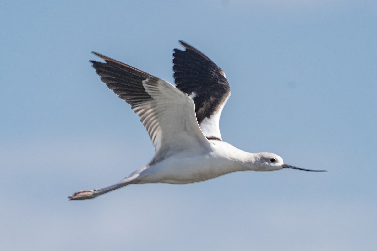 Avocette d'Amérique - ML642315080