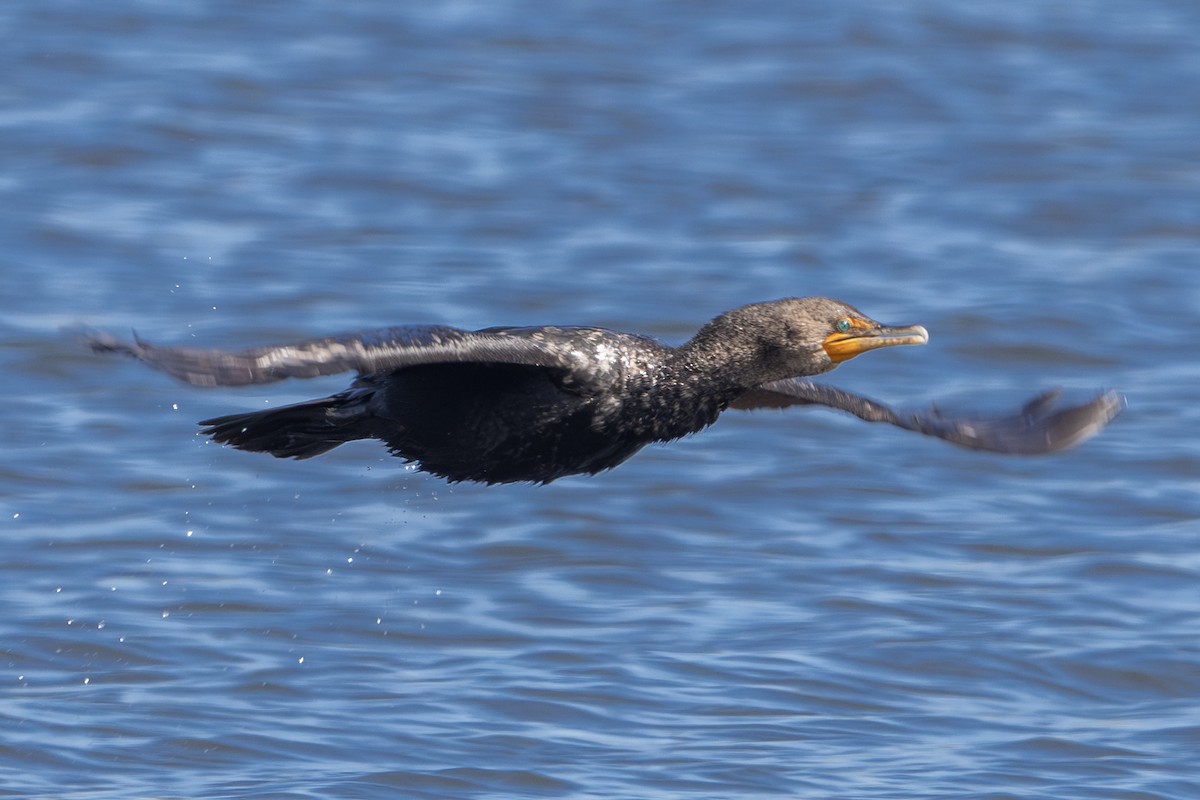 Cormoran à aigrettes - ML642315082