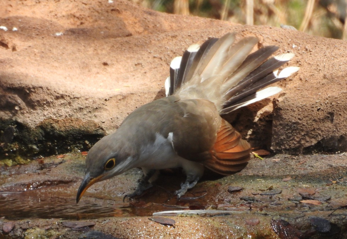 Yellow-billed Cuckoo - ML642315089