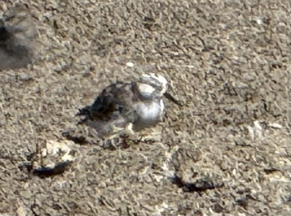 Bécasseau minuscule - ML642315093