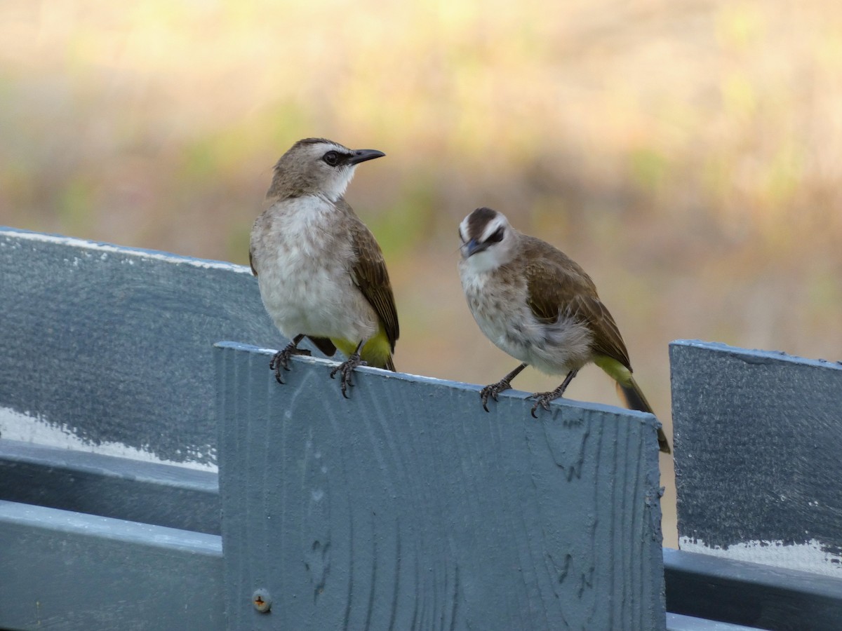 Bulbul goiavier - ML642315095