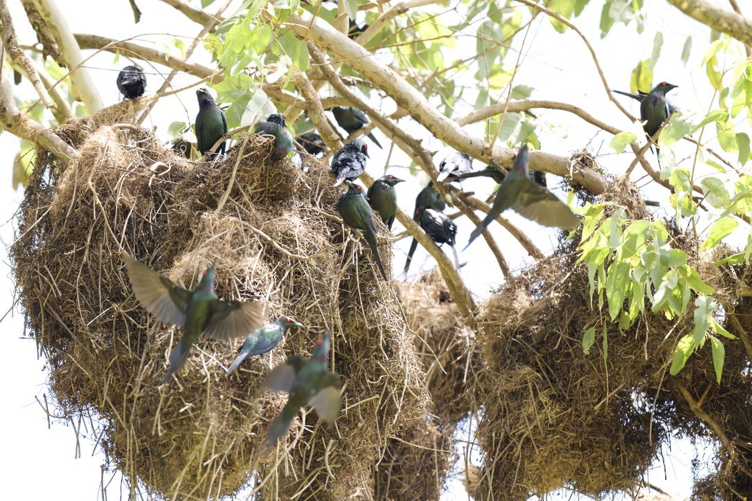Metallic Starling - ML642315103