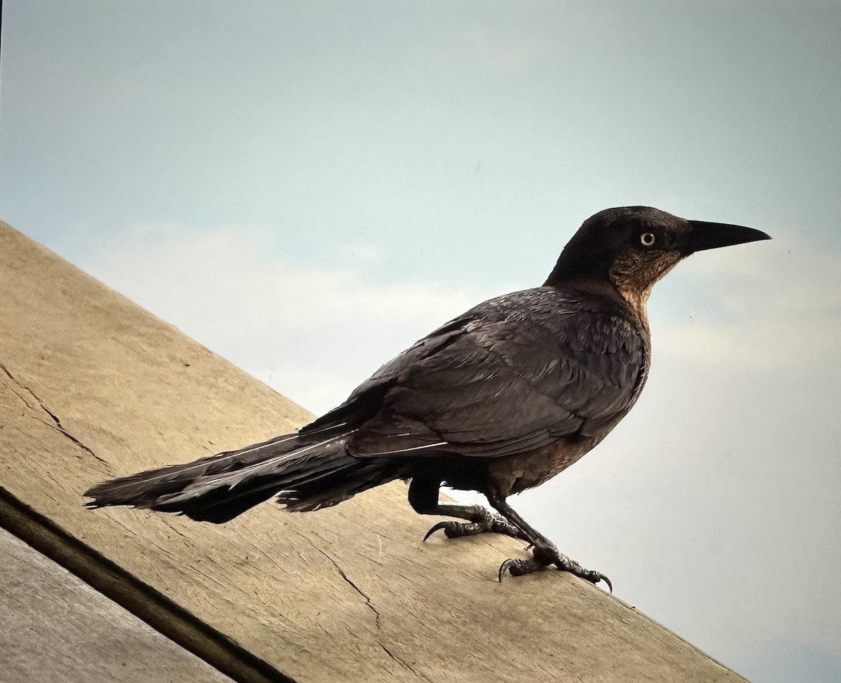 Great-tailed Grackle - ML642315111