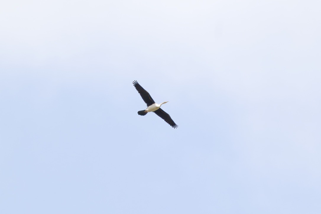 Australasian Darter - ML642315113