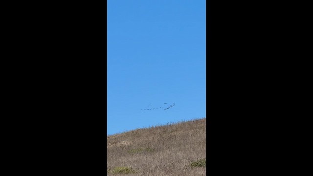 אווז לבן-מצח - ML642315114