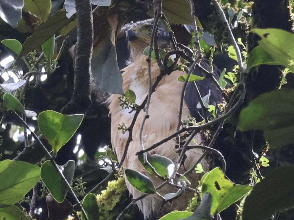 Bicolored Hawk - ML642315116