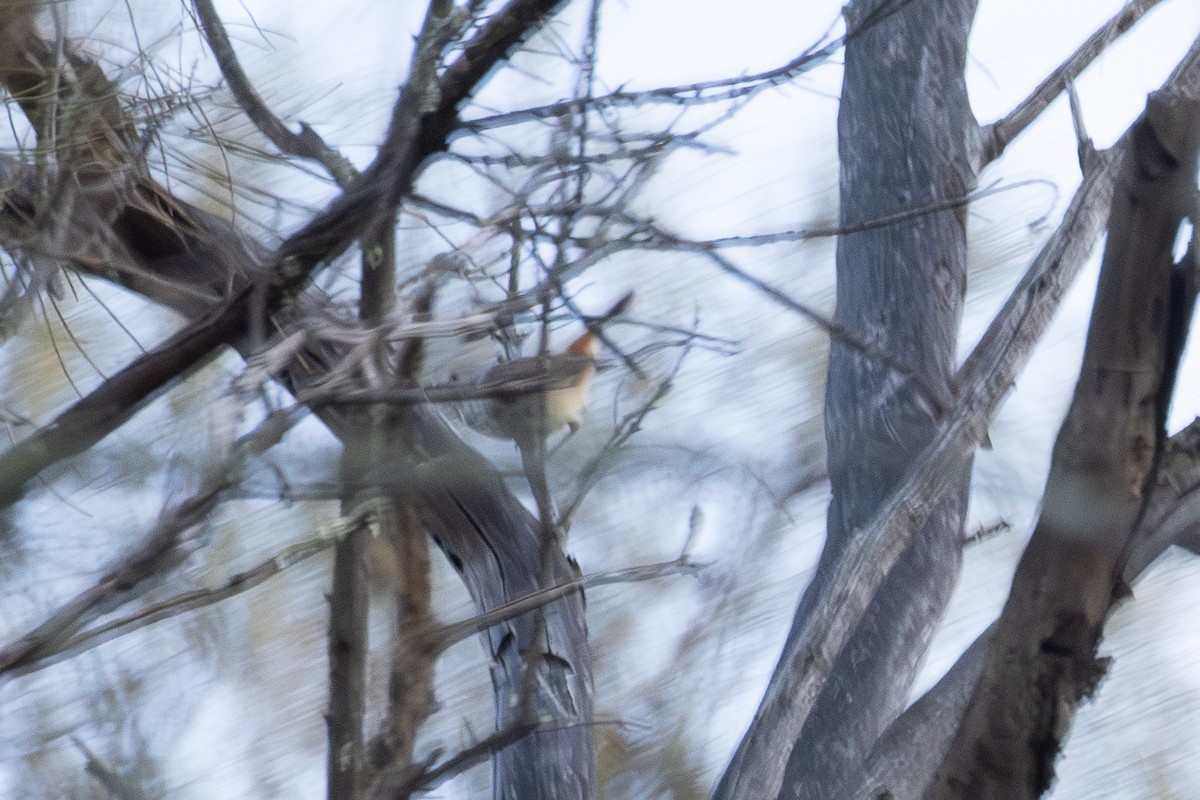 Inland Thornbill - ML642315128
