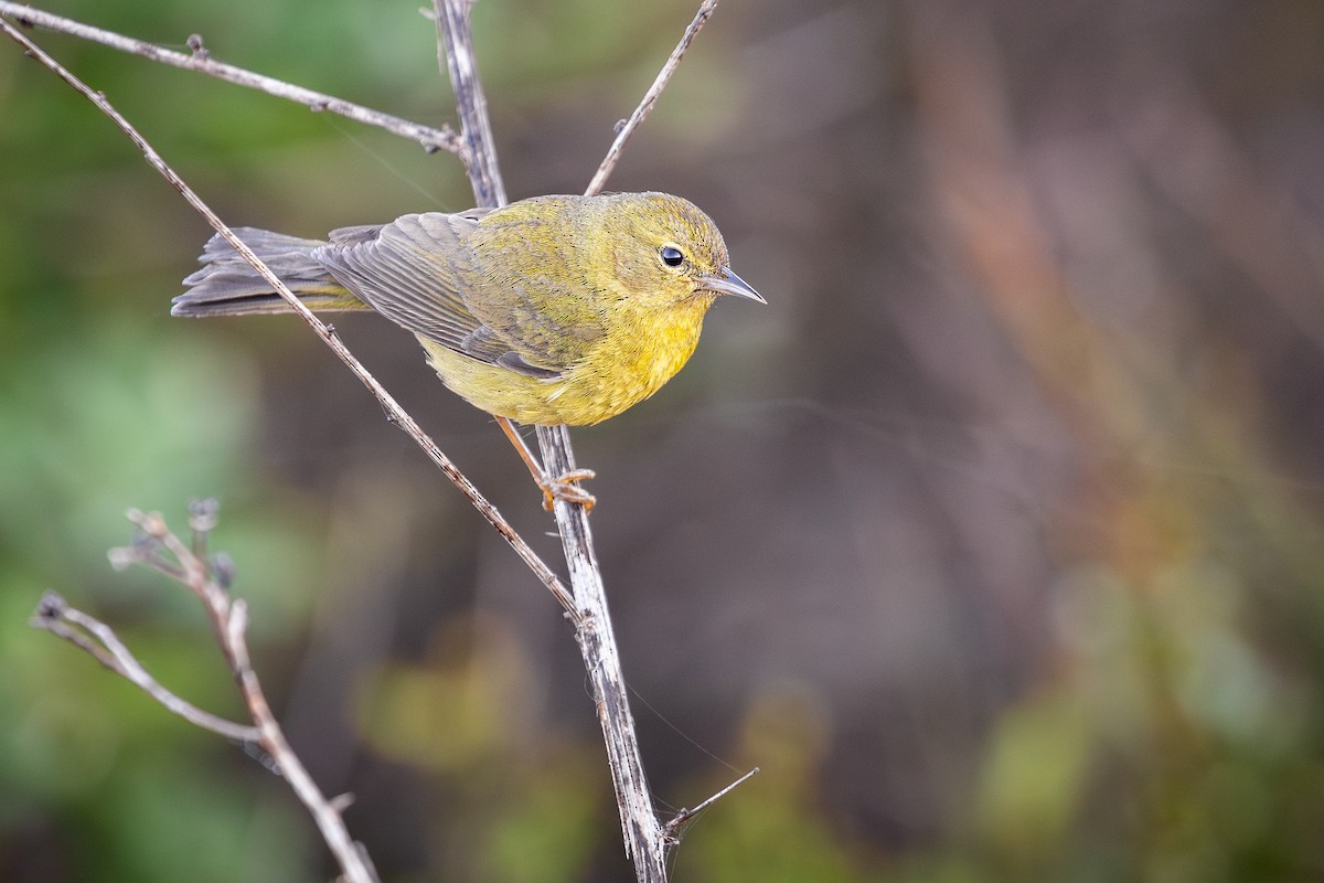 Orange-crowned Warbler - ML642315130