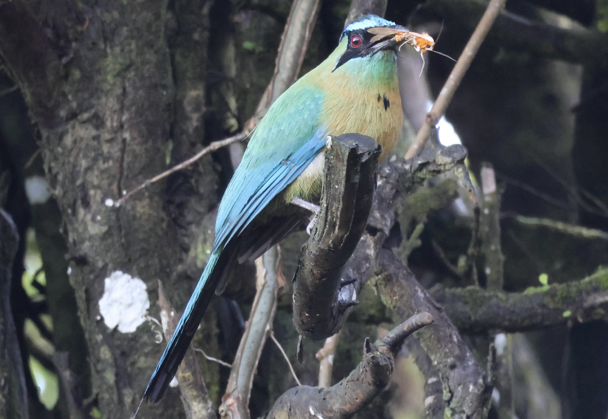 Lesson's Motmot - ML642315139