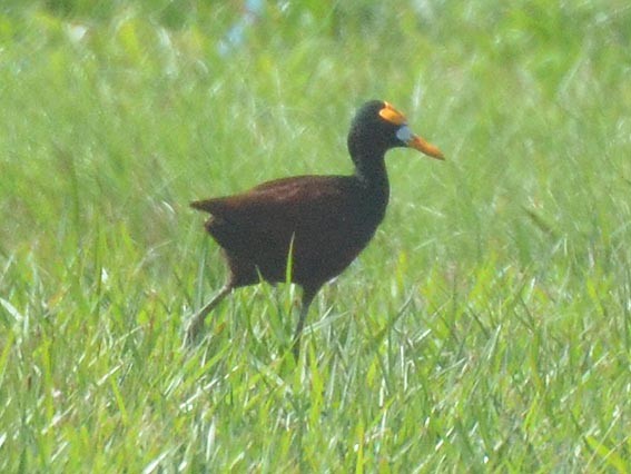 Northern Jacana - ML642315143