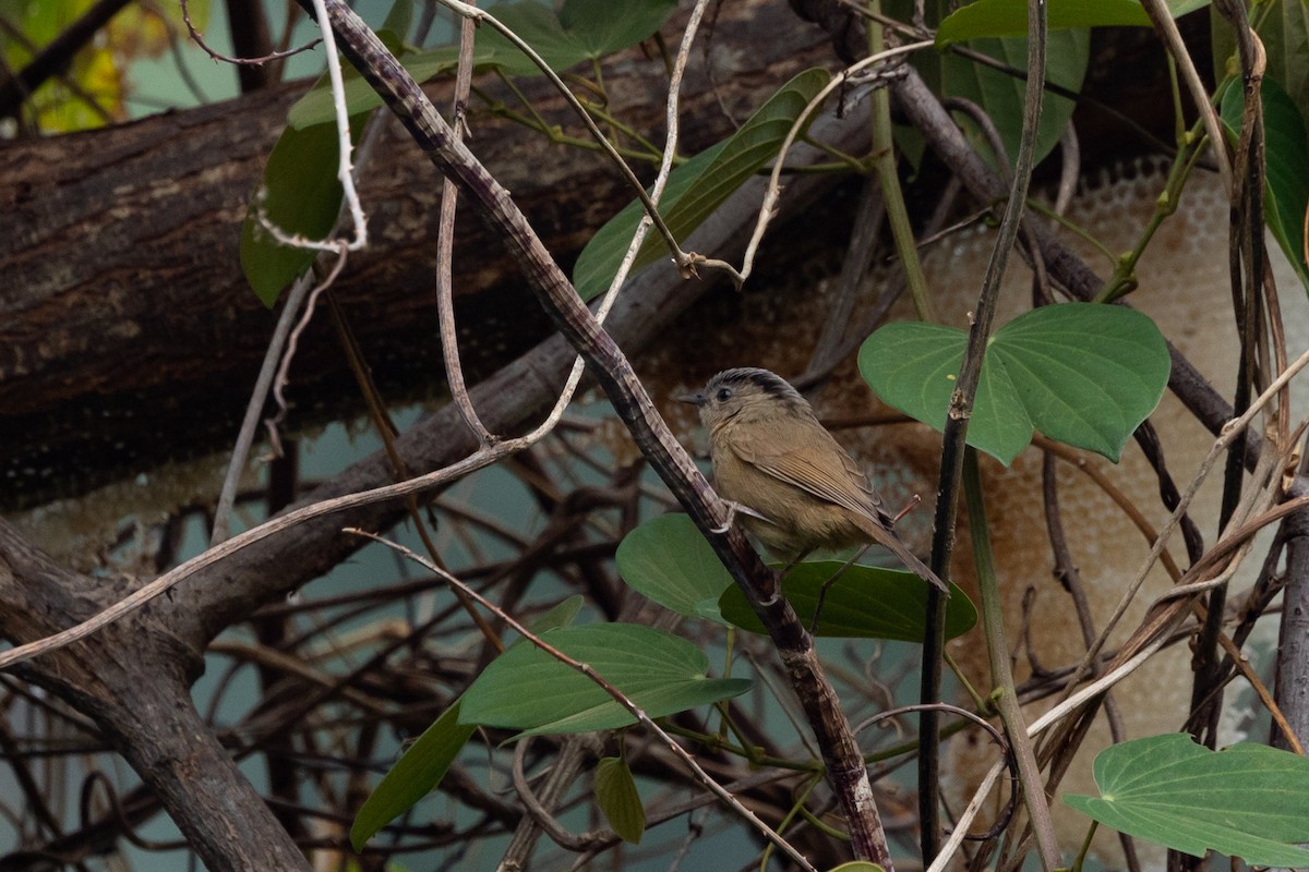 Brown-cheeked Fulvetta - ML642315147
