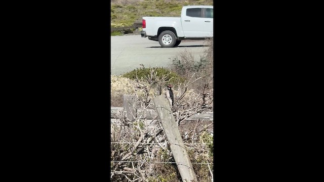 Hairy Woodpecker (Pacific) - ML642315149