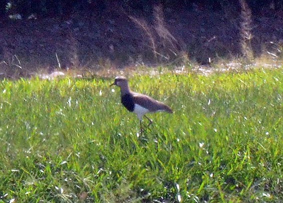 Southern Lapwing - ML642315152