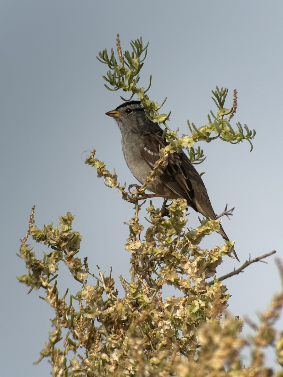White-crowned Sparrow - ML642315165