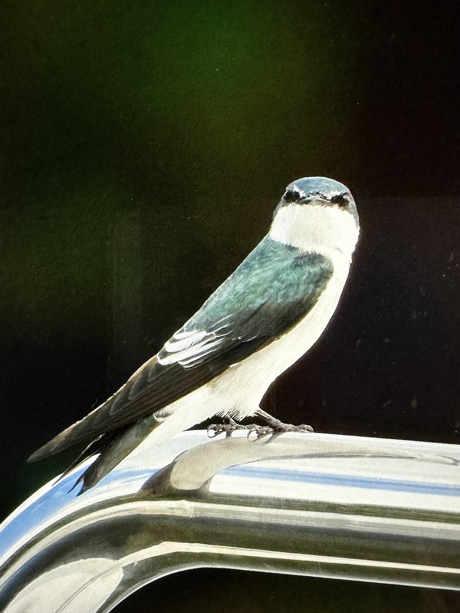 Mangrove Swallow - ML642315166