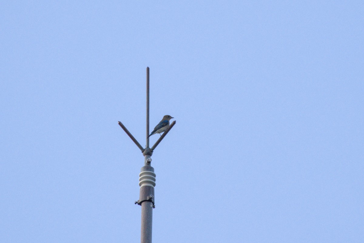 Blue-and-white Flycatcher - ML642315167