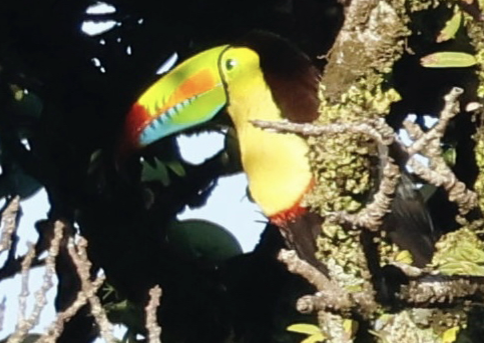 Keel-billed Toucan - ML642315168
