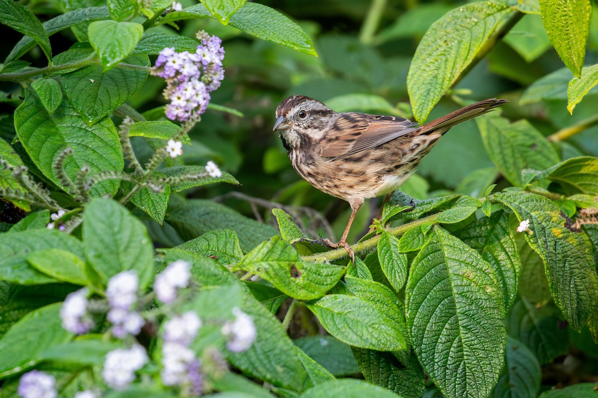Song Sparrow (heermanni Group) - ML642315169