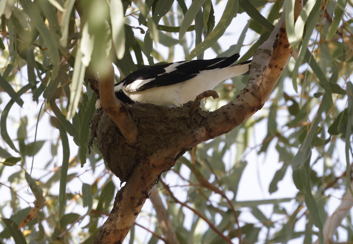 Magpie-lark - ML642315183