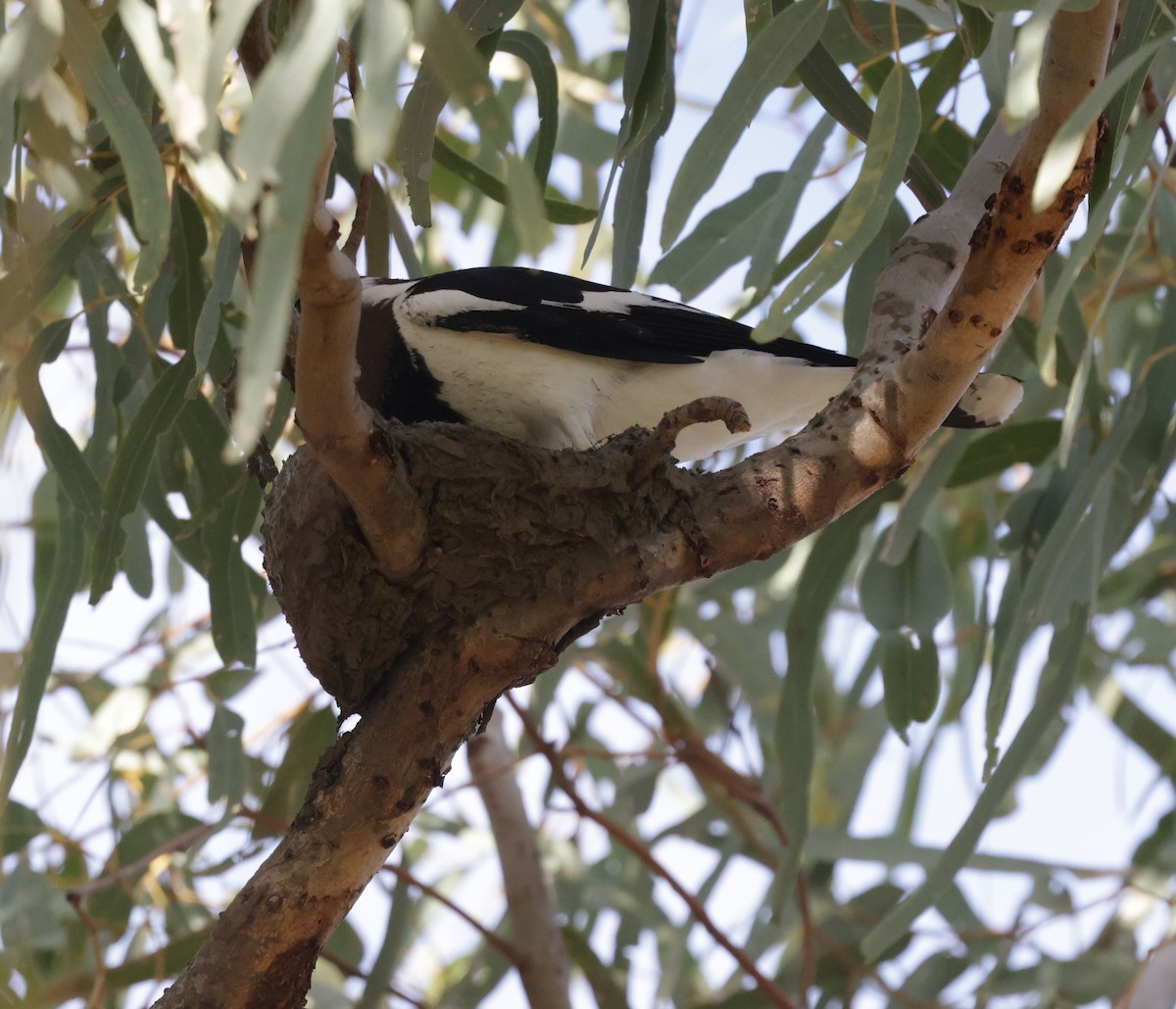 Magpie-lark - ML642315184