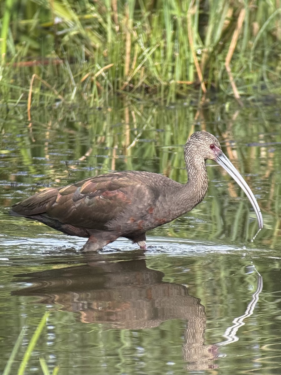White-faced Ibis - ML642315186