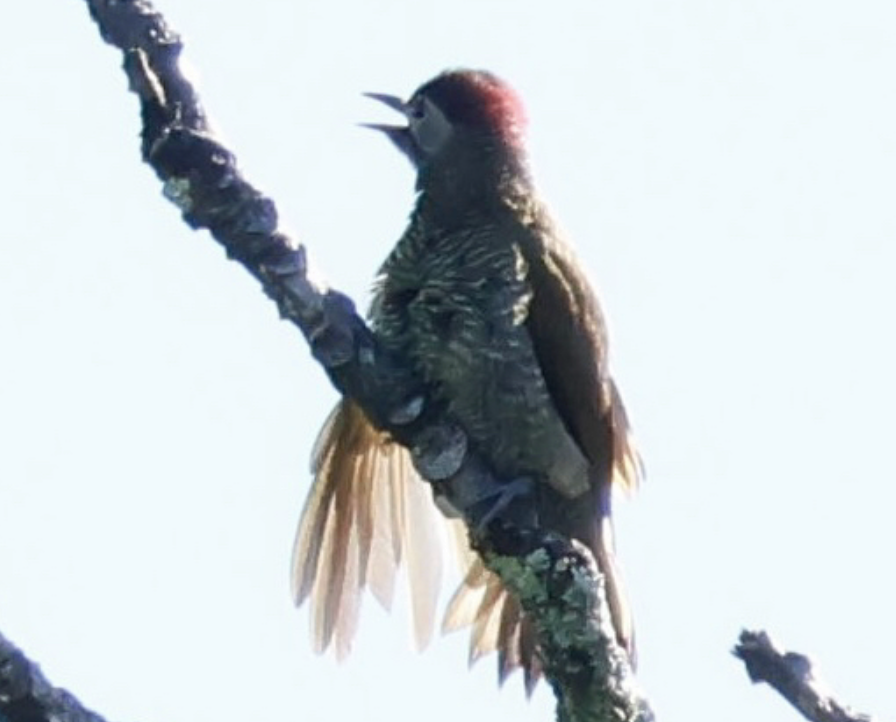 Golden-olive Woodpecker - ML642315188