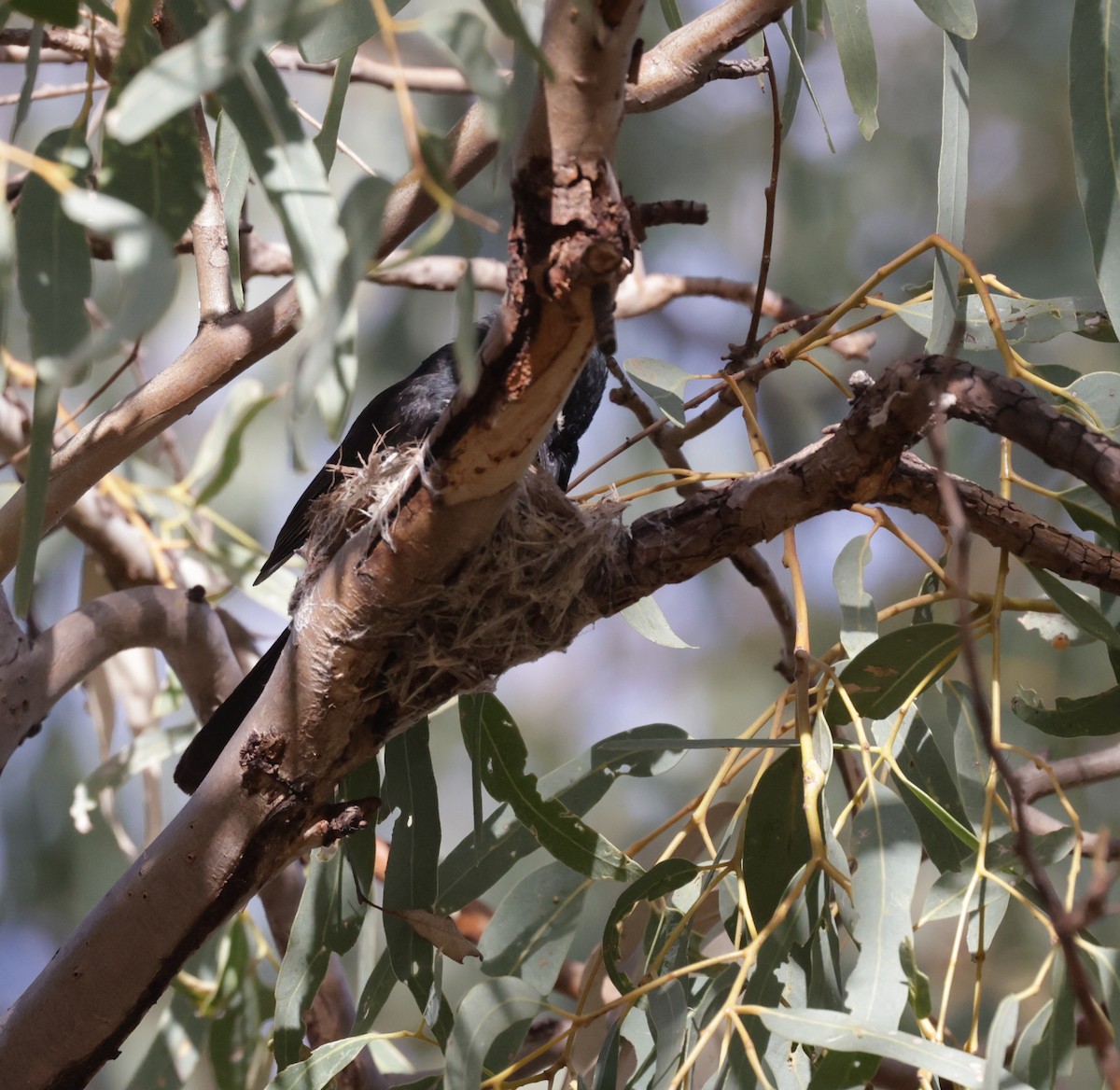 Willie-wagtail - ML642315191
