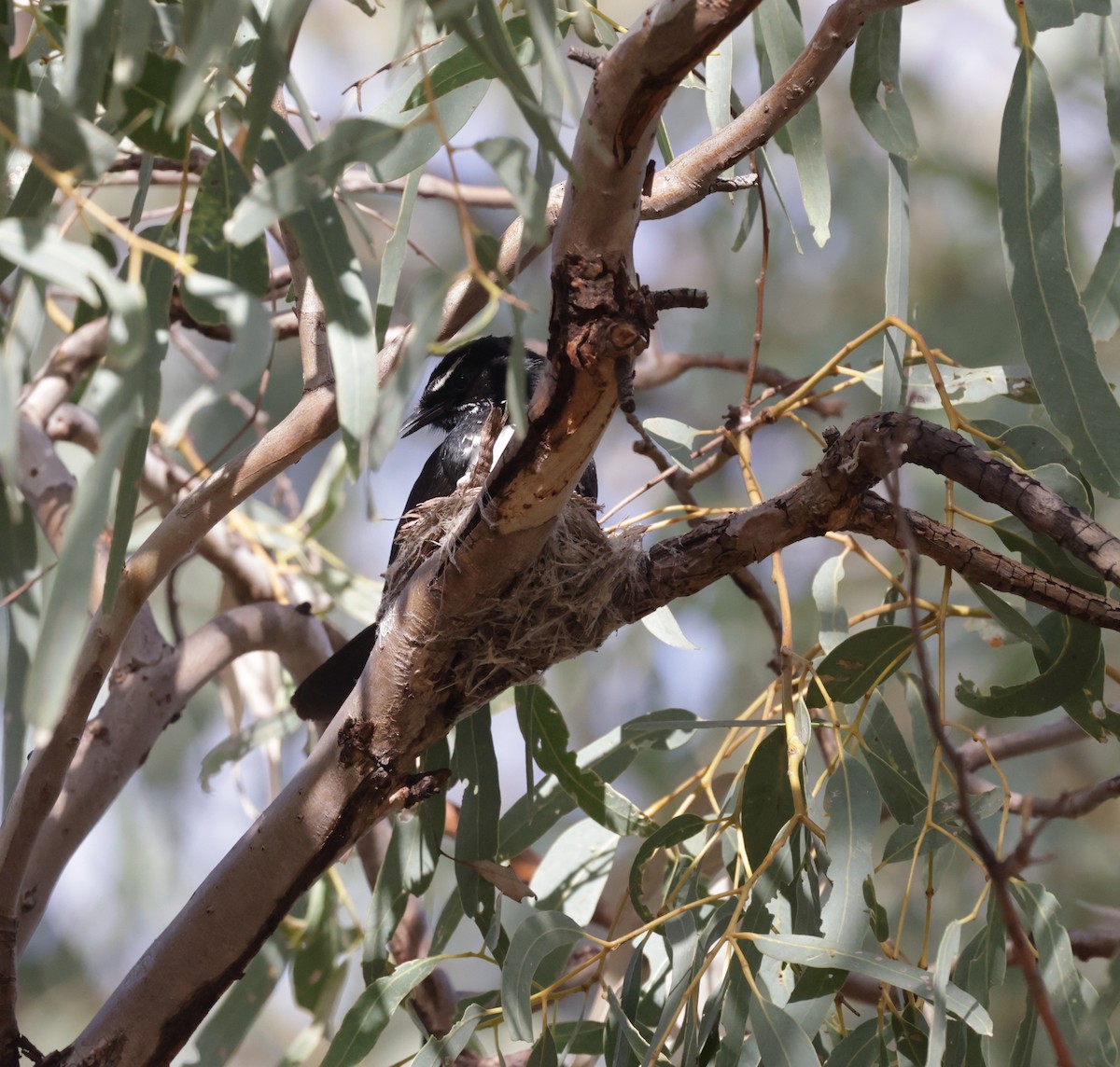 Willie-wagtail - ML642315192