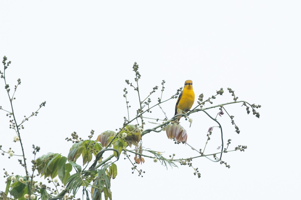 Scarlet Minivet - ML642315193