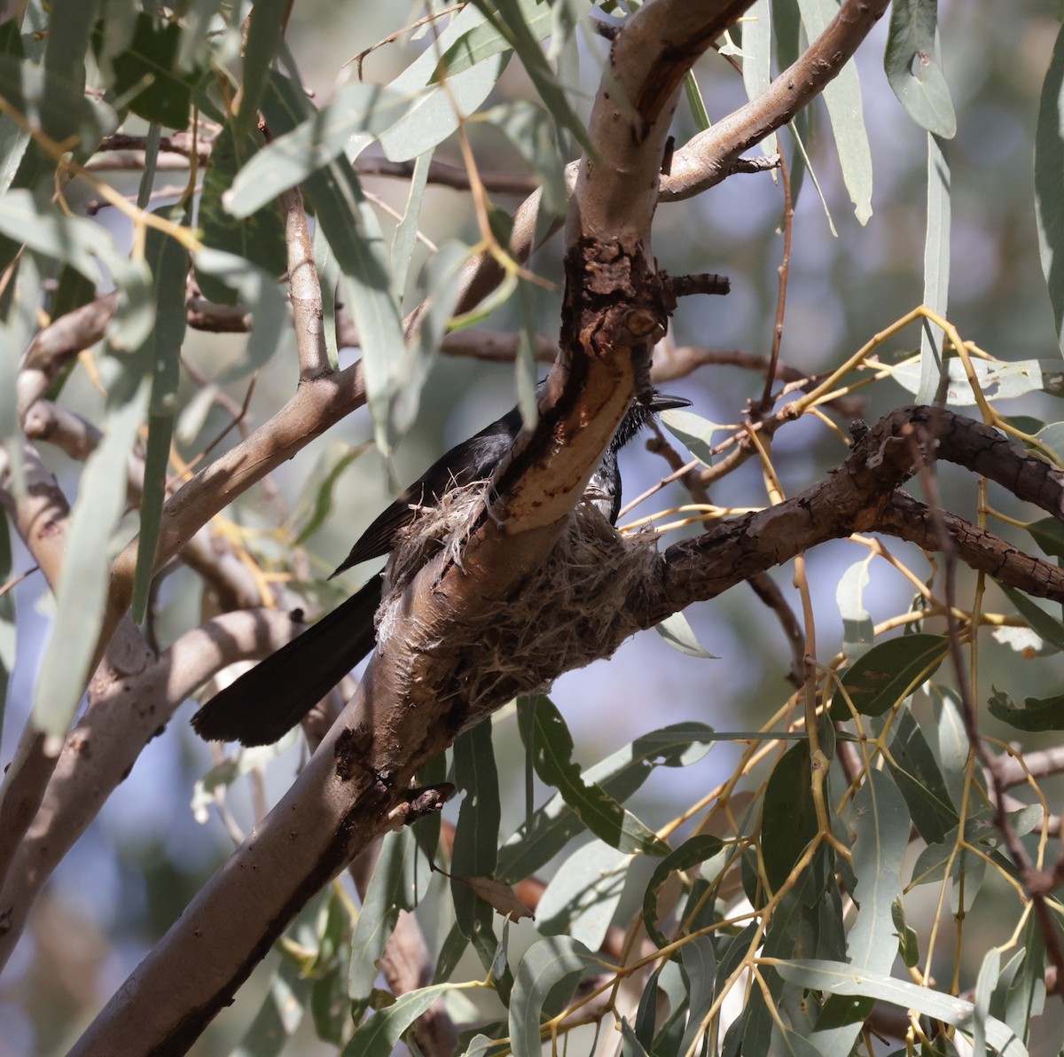Willie-wagtail - ML642315196