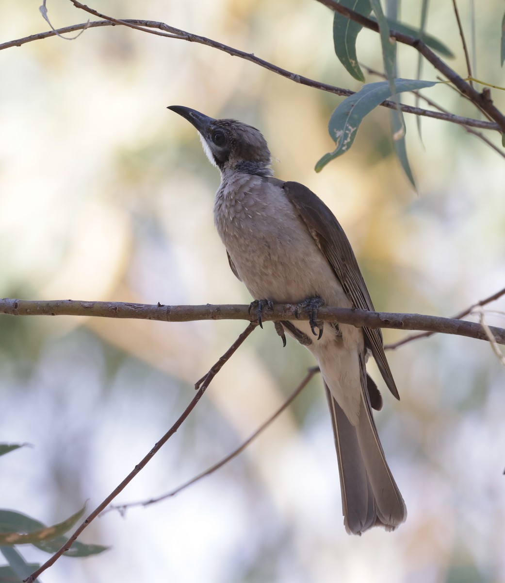 Little Friarbird - ML642315198