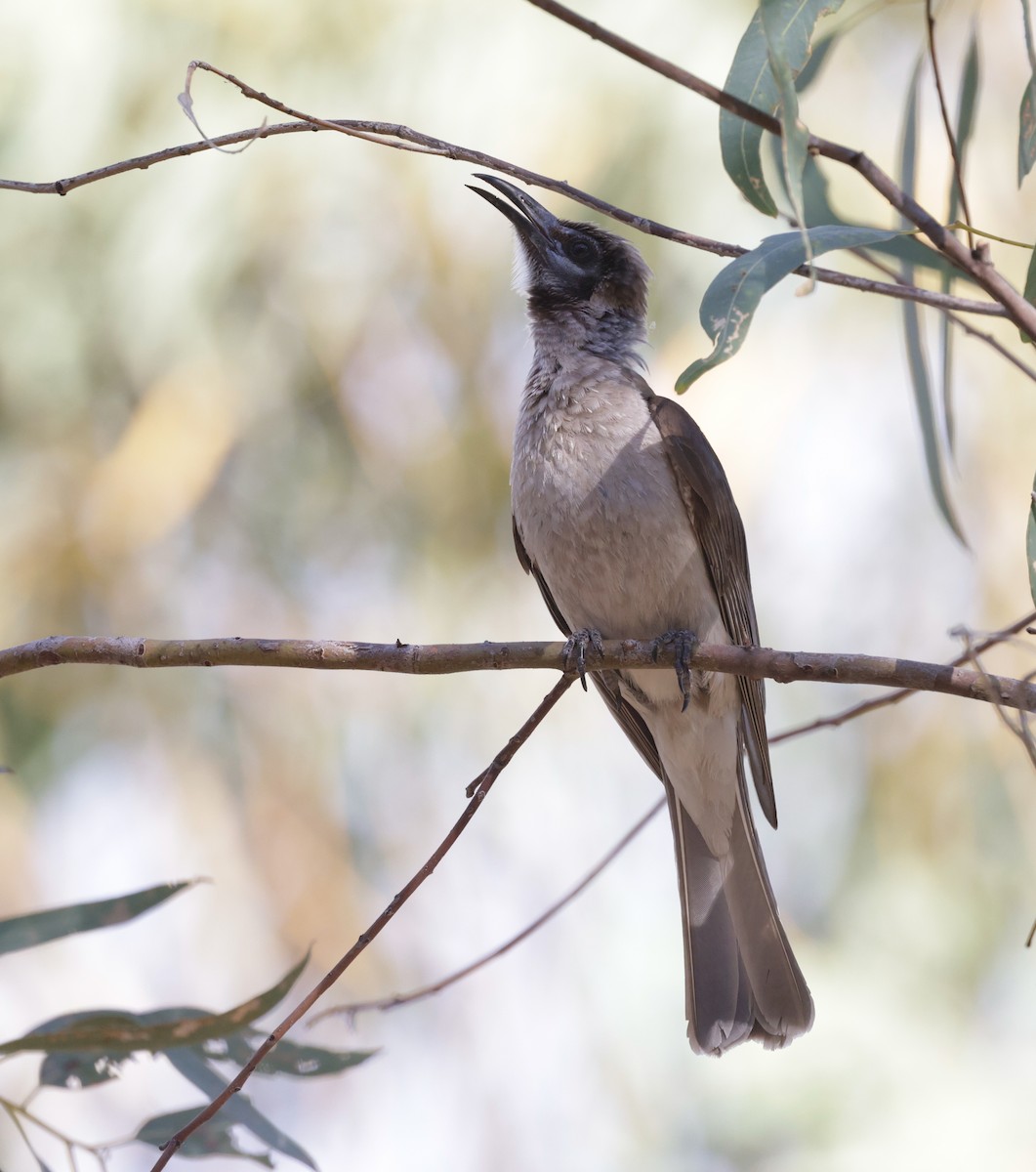 Little Friarbird - ML642315199