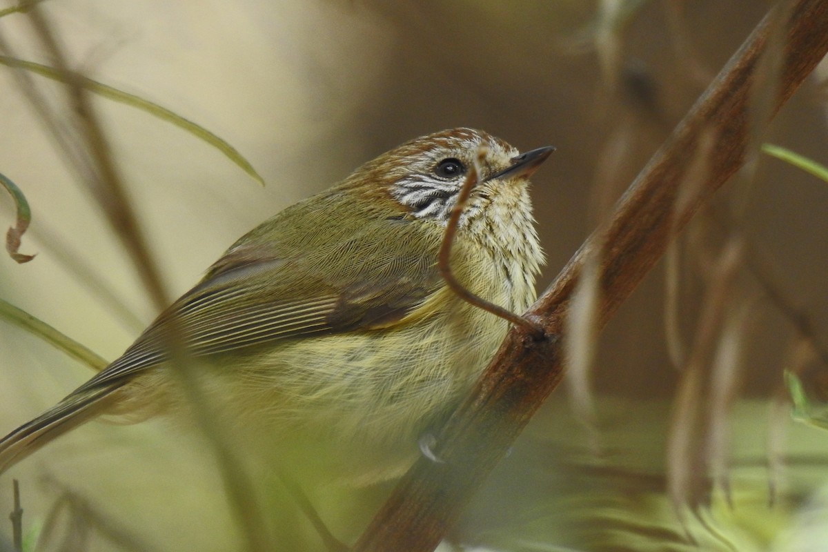 Striated Thornbill - ML642315201