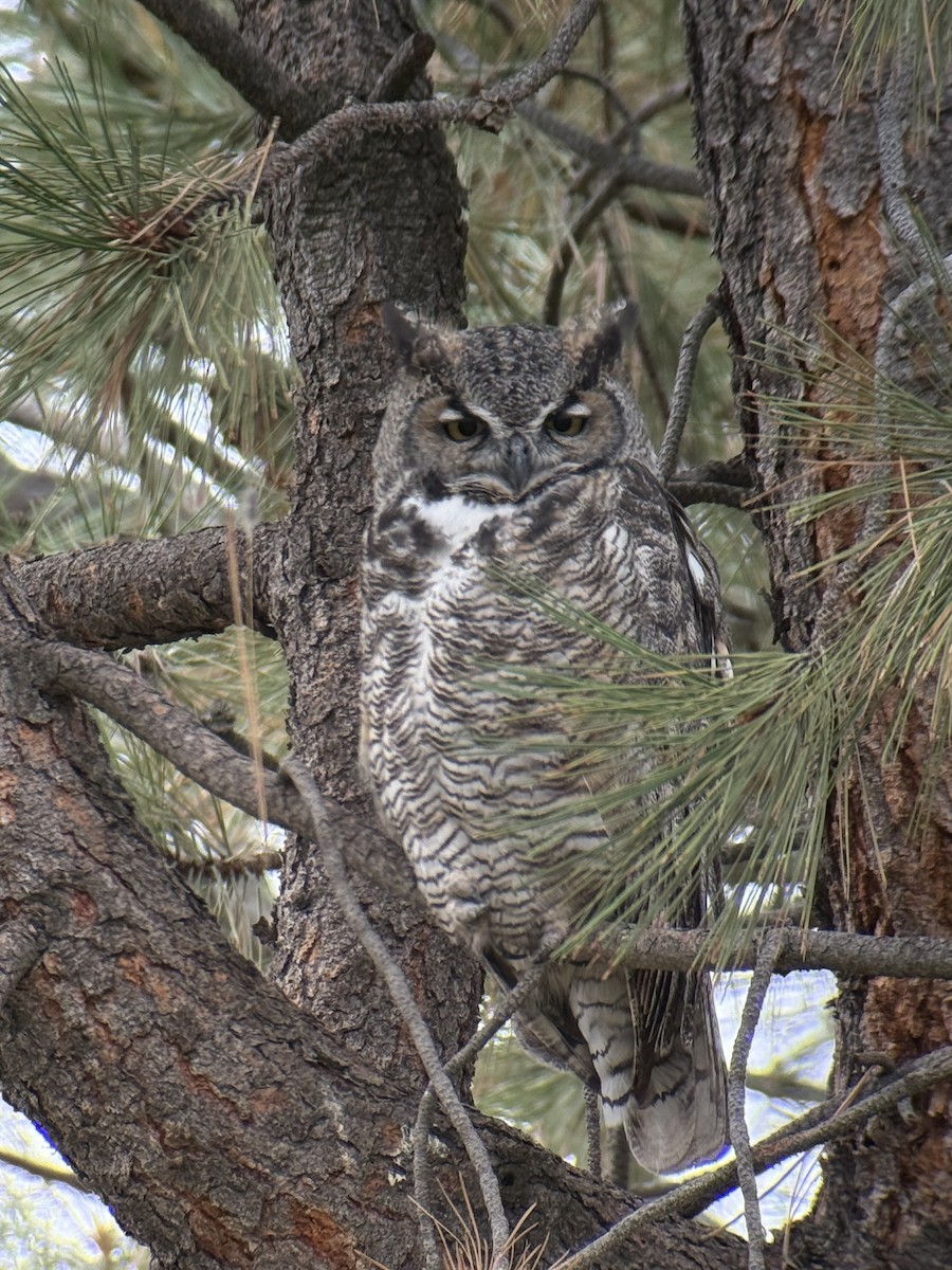 Great Horned Owl - ML642315203