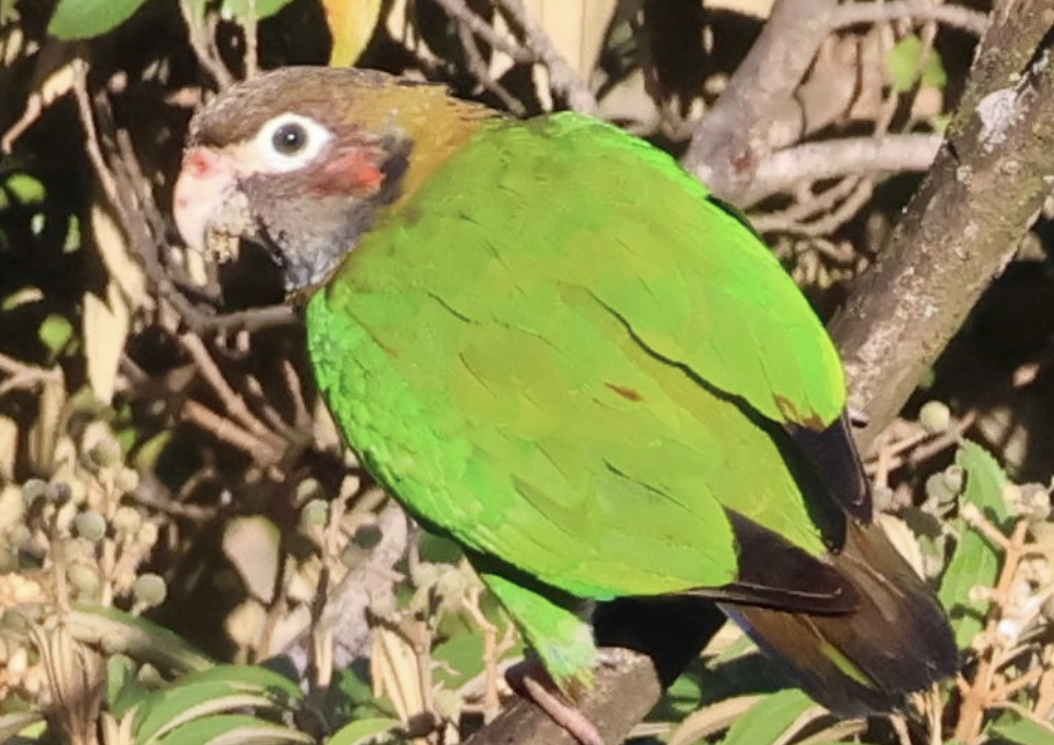 Brown-hooded Parrot - ML642315206